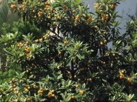 Diana Guest House 3*