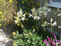 Tjefi Gostevoy Dom 3*