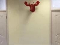 Polite Elk Hostel 3*