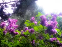 One Bedroom Villa at Issyk Kul