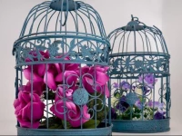 Mariposita de San Telmo