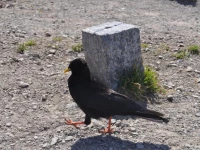 KrauterFewo Alexandra