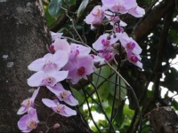 Pousada Ogum Marinho