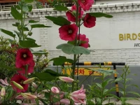 Birdsnest Hostel Hongdae