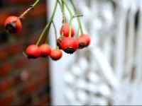 My Little Guesthouse