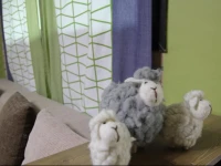 Sweet Comfort Hongdae