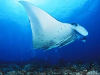 Pension New Hamanoso