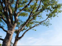 Yufuin Bettei Itsuki 4*