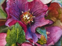 A Winter-Rose Cottage B&B