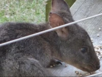 Launceston Apartment Bed and Breakfast Retreat