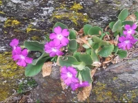 Appartement KГ¤thi