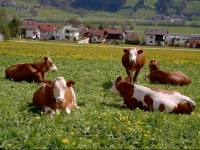 Apartment Schorpenhof 1