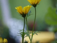 Apartments Laimer am Wolfgangsee