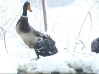 Biobauernhof Unterhub