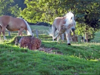 Holiday home Durchholzhof