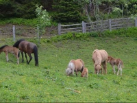 Jausenstation Oberegg