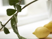 Viennaflat Apartments - Franzensgasse