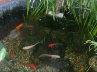 Familia Cuervo Hospedaje