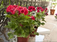 Palermo Hollywood House