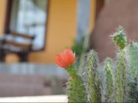 Complejo DulcerГ­a El Cazador y cabaГ±as