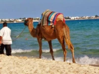 Fortuna 2* Sousse 2*