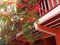 Flores de BГєzios SuГ­tes