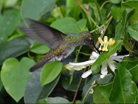 Pousada EcolГіgica Telhado Verde
