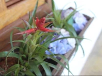 ChalГ©s na RoГ§a