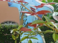 Sopro de IemanjГЎ Hostal Cultural