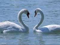 Simon VendГ©ghГЎz