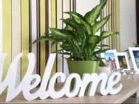 Г‰kszerdoboz A Budai VГЎr Alatt