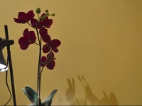 Riverside Danube Central Apartment