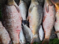 Apartment VirГЎgos