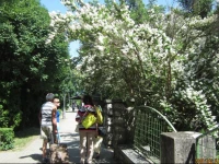 GyГ¶ngyvirГЎg ГњdГјlЕ‘ вЂ“ Mario Apartman