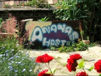 Ananas Hostel