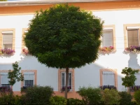 SzivГЎrvГЎny PanziГі