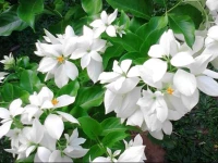 Bungalow Ngoi Sao Tim