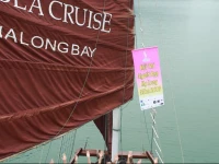 Viola Cruise Halong Bay