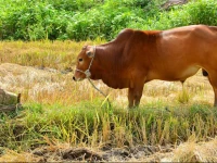 Thinh Vuong Homestay