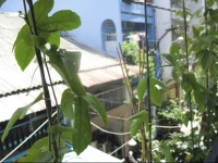 Thuy Home in Saigon Center