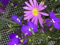 Serenity lodge bed and breakfast