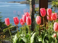 Reef Point Oceanfront Bed and Breakfast