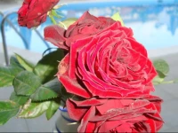 Creta Sun Hotel Studios