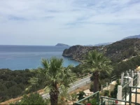 Anemone Blue & White