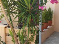 Alexandros Studios & Apartments 1*