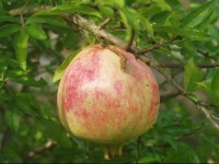 Riza Stone Cottage 4*