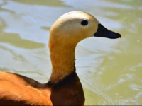 Peninsula Pine Club Boutique Hotel & Spa - Islamic Concept