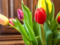 100 m to the Opera Theater