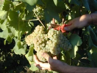 Quinta do ParaГ­so