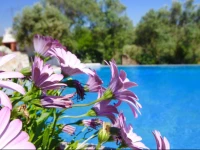 Country Villa Retreat at the Lisbon Coast